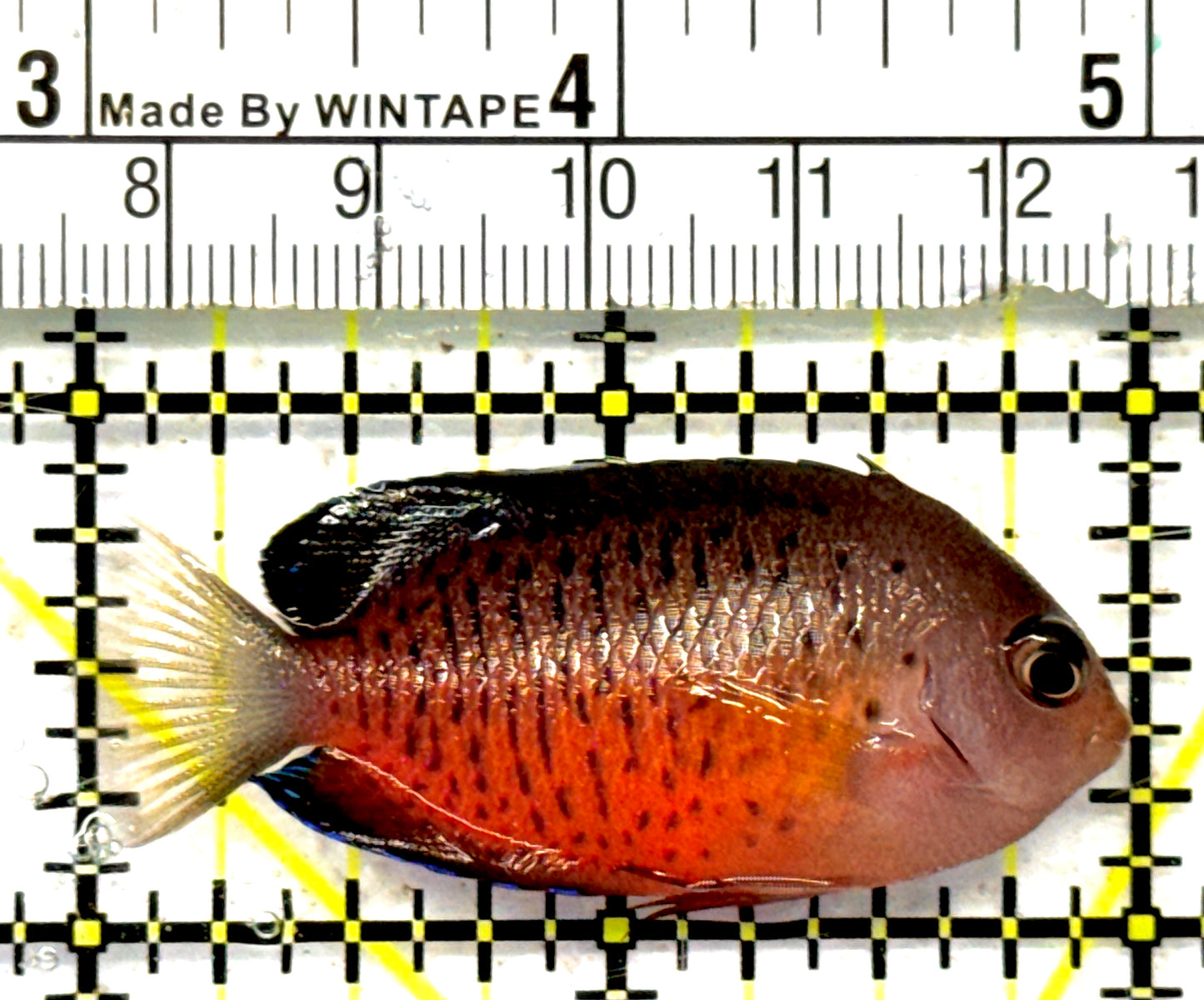 Rusty Angelfish RA092101 WYSIWYG Size: S 2" approx