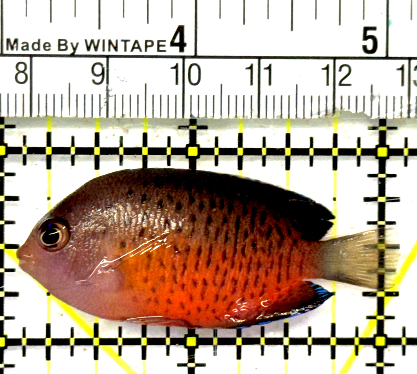 Rusty Angelfish RA092101 WYSIWYG Size: S 2" approx