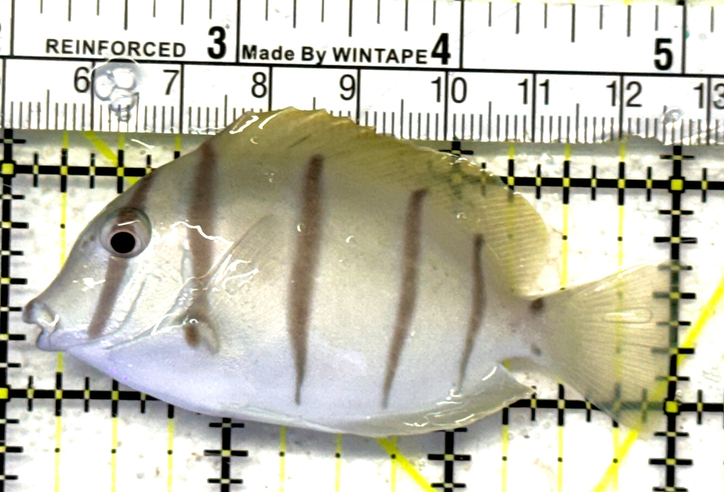 Convict Tang CT092102 WYSIWYG Size: M 3" approx