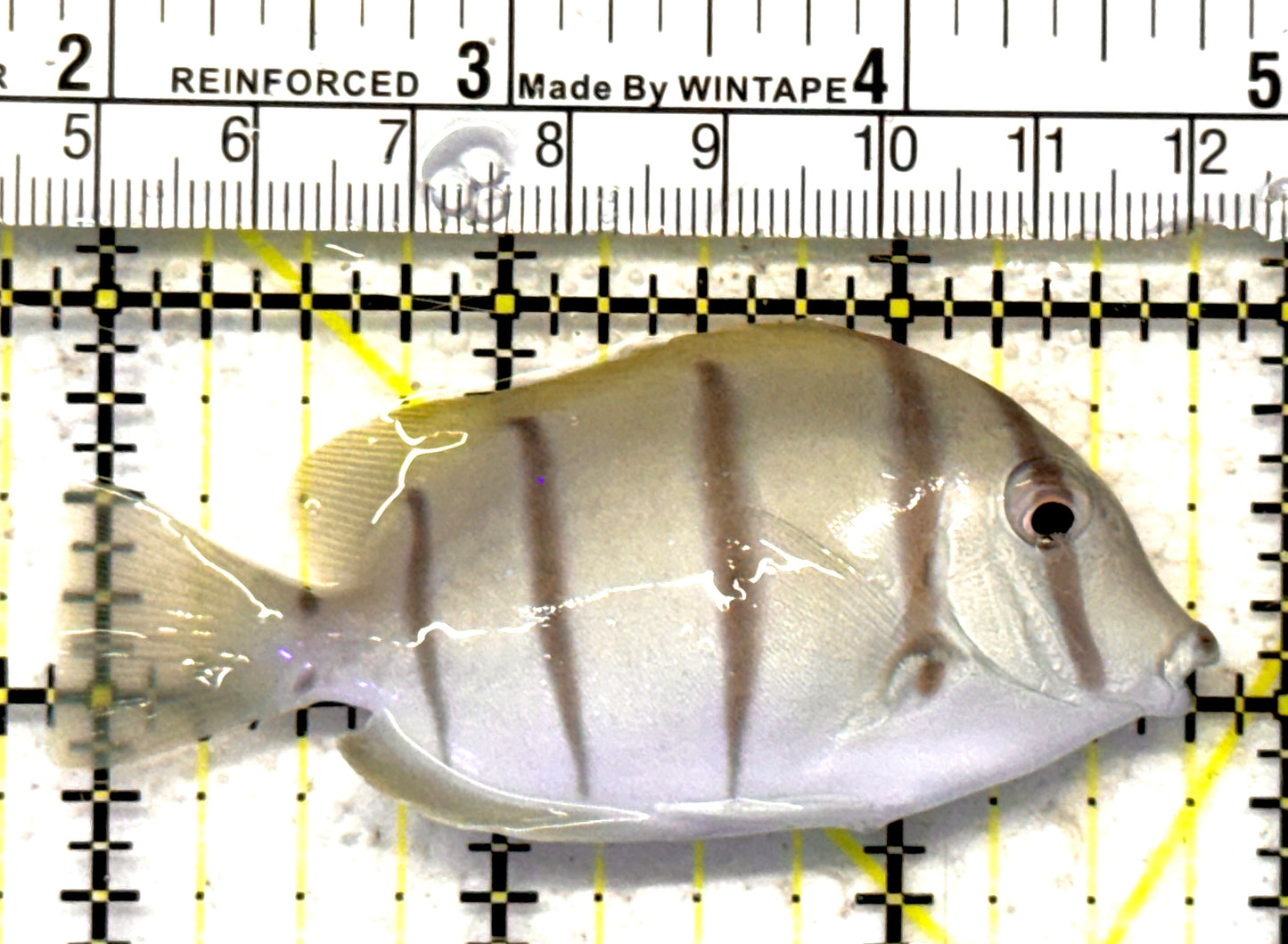 Convict Tang CT092102 WYSIWYG Size: M 3" approx
