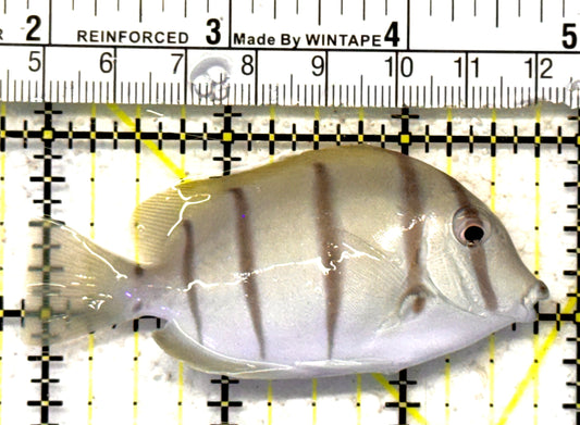 Convict Tang CT092102 WYSIWYG Size: M 3" approx