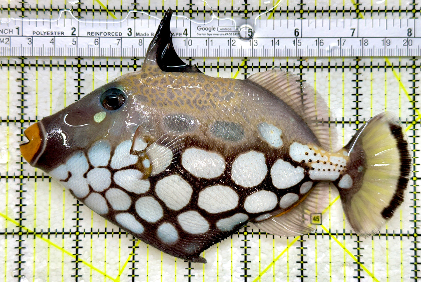 Clown Triggerfish CT110101 WYSIWYG Size: XL 7"