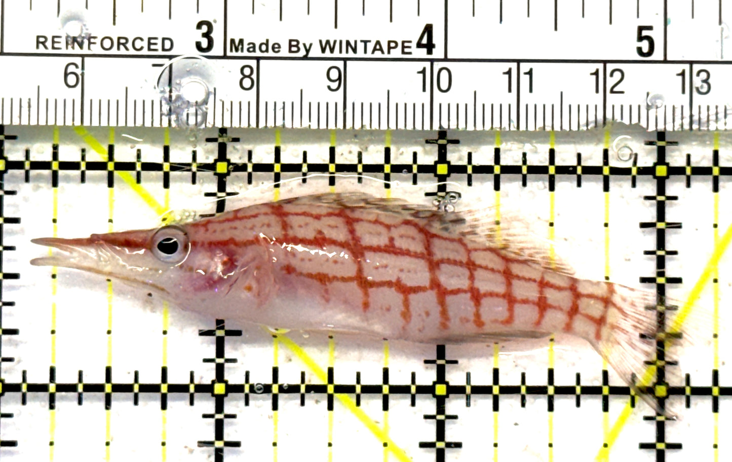 Longnose Hawkfish LH092101 WYSIWYG Size: XL 3" approx