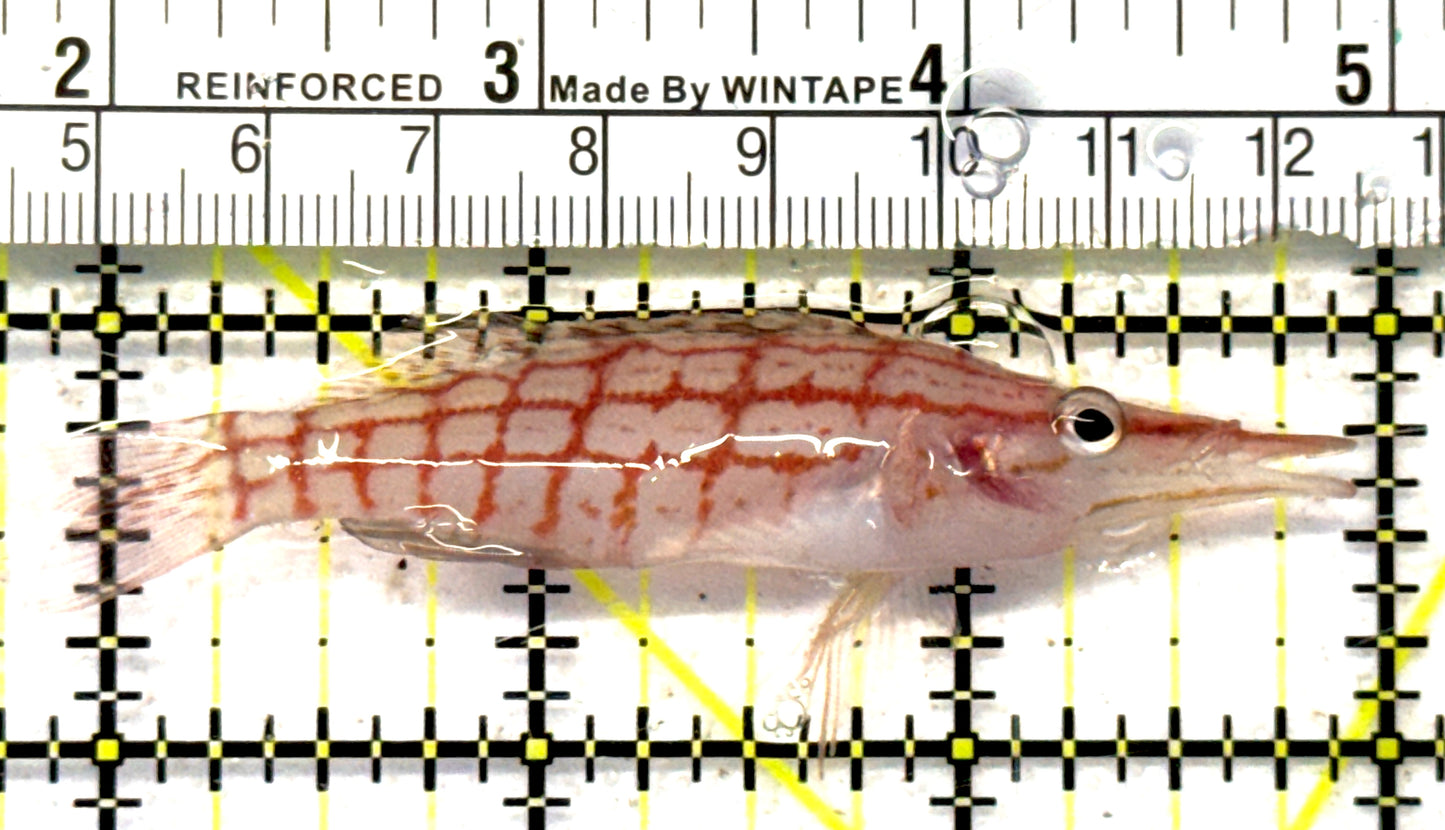 Longnose Hawkfish LH092101 WYSIWYG Size: XL 3" approx