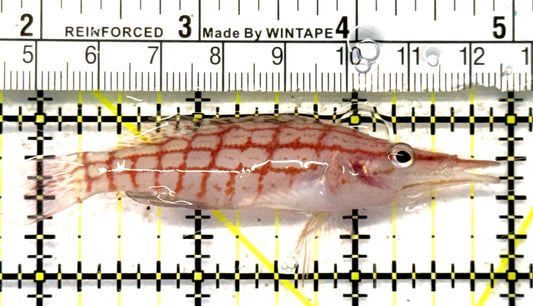 Longnose Hawkfish LH092101 WYSIWYG Size: XL 3" approx