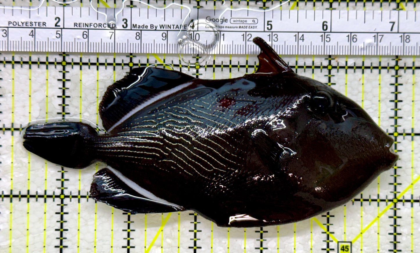 Black Triggerfish BT110102 WYSIWYG Size: XL 5.5"