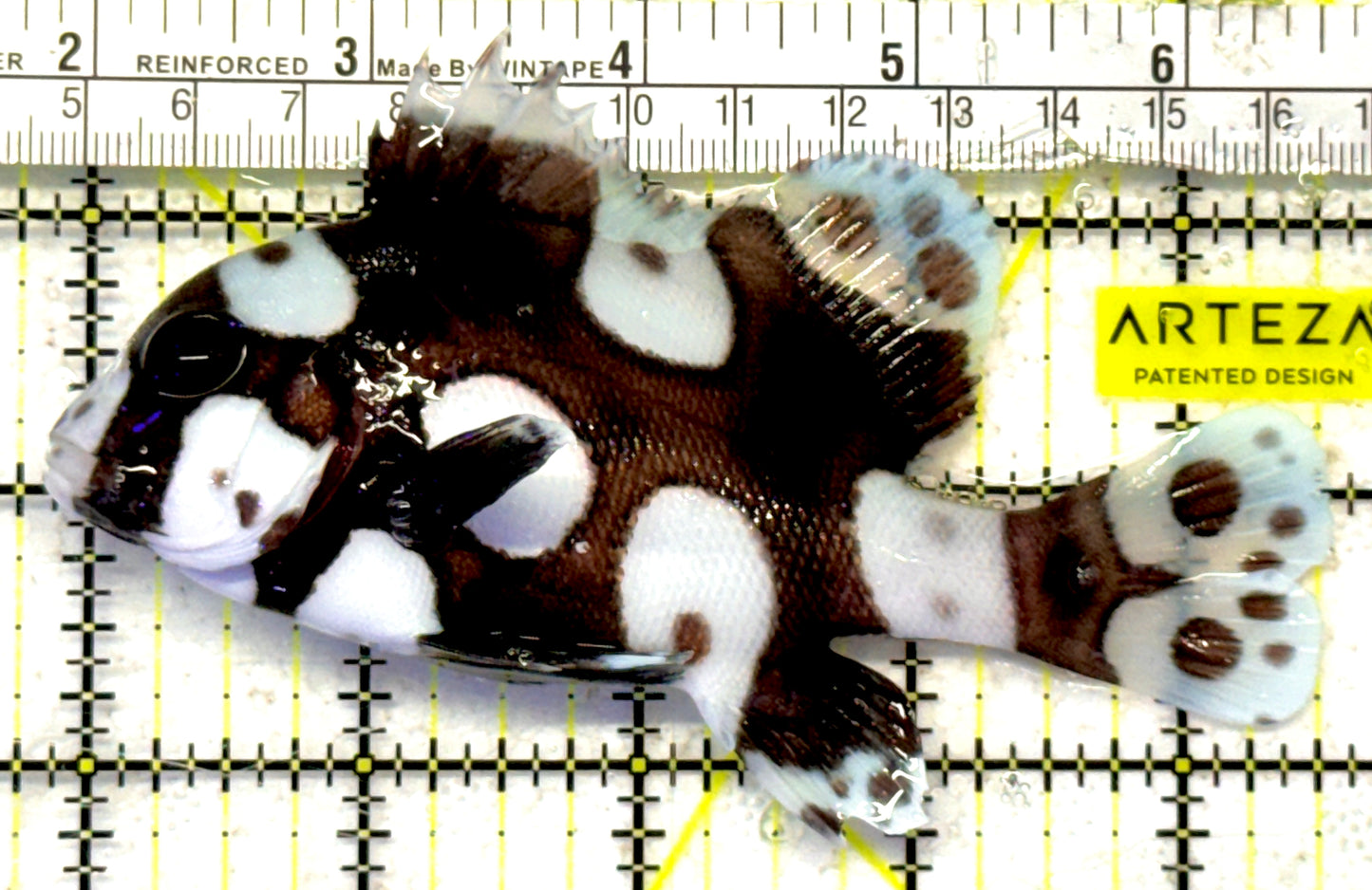 Harlequin Spotted Grunt Sweetlips HSGS092103 WYSIWYG Size: L 4.75" approx