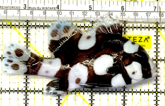 Harlequin Spotted Grunt Sweetlips HSGS092103 WYSIWYG Size: L 4.75" approx
