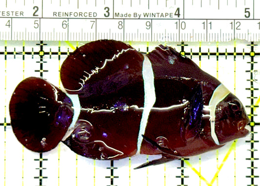 White Stripe Maroon Clownfish WSMC092102 WYSIWYG Size: L 3.5" approx
