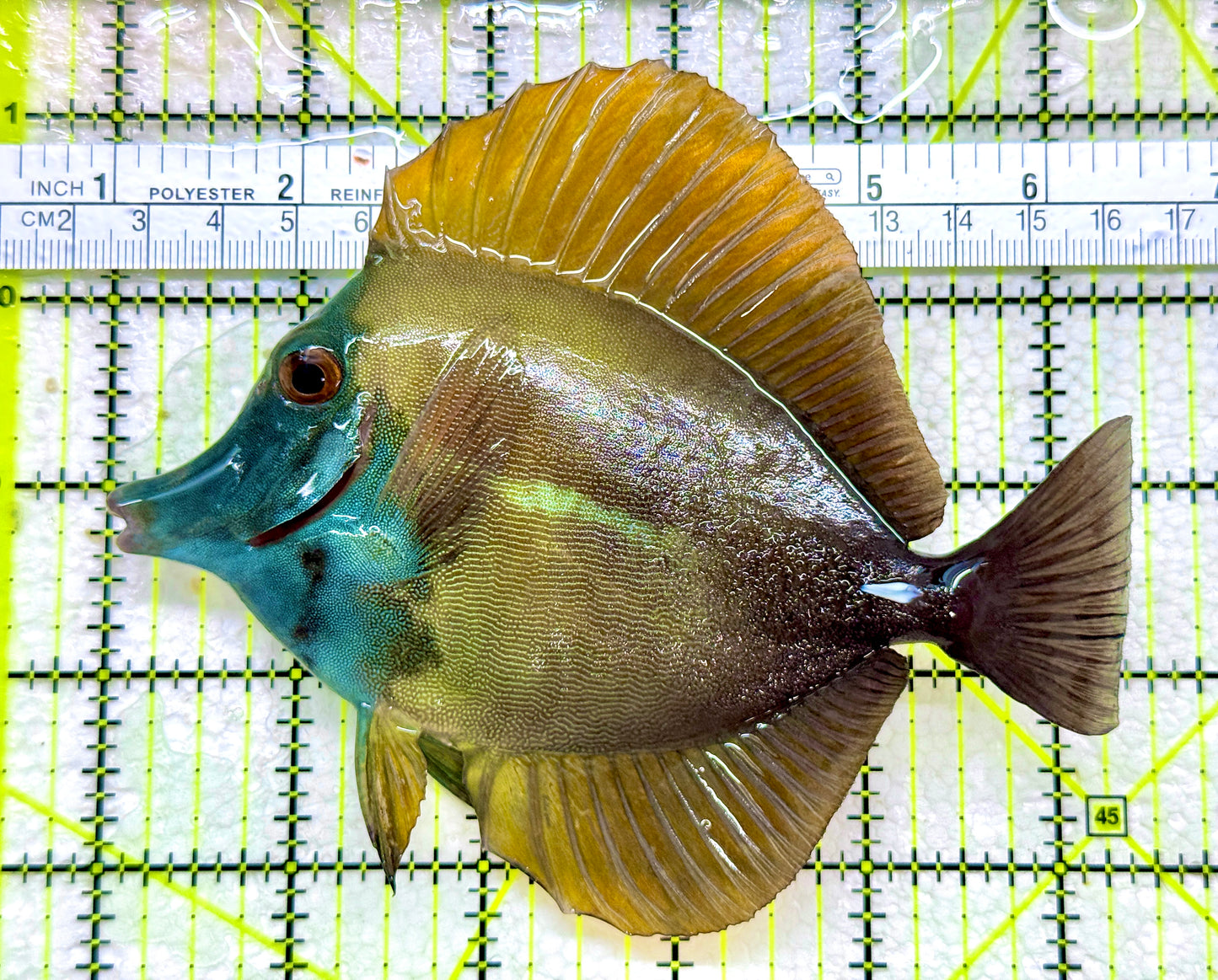 Rare Koi Scopas Tang RKST110101 WYSIWYG Size: 5.5"