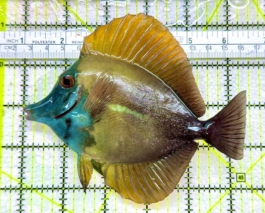 Rare Koi Scopas Tang RKST110101 WYSIWYG Size: 5.5"