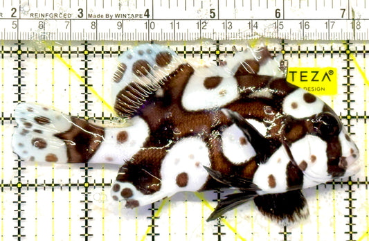 Harlequin Spotted Grunt Sweetlips HSGS092104 WYSIWYG Size: XL 5.25" approx