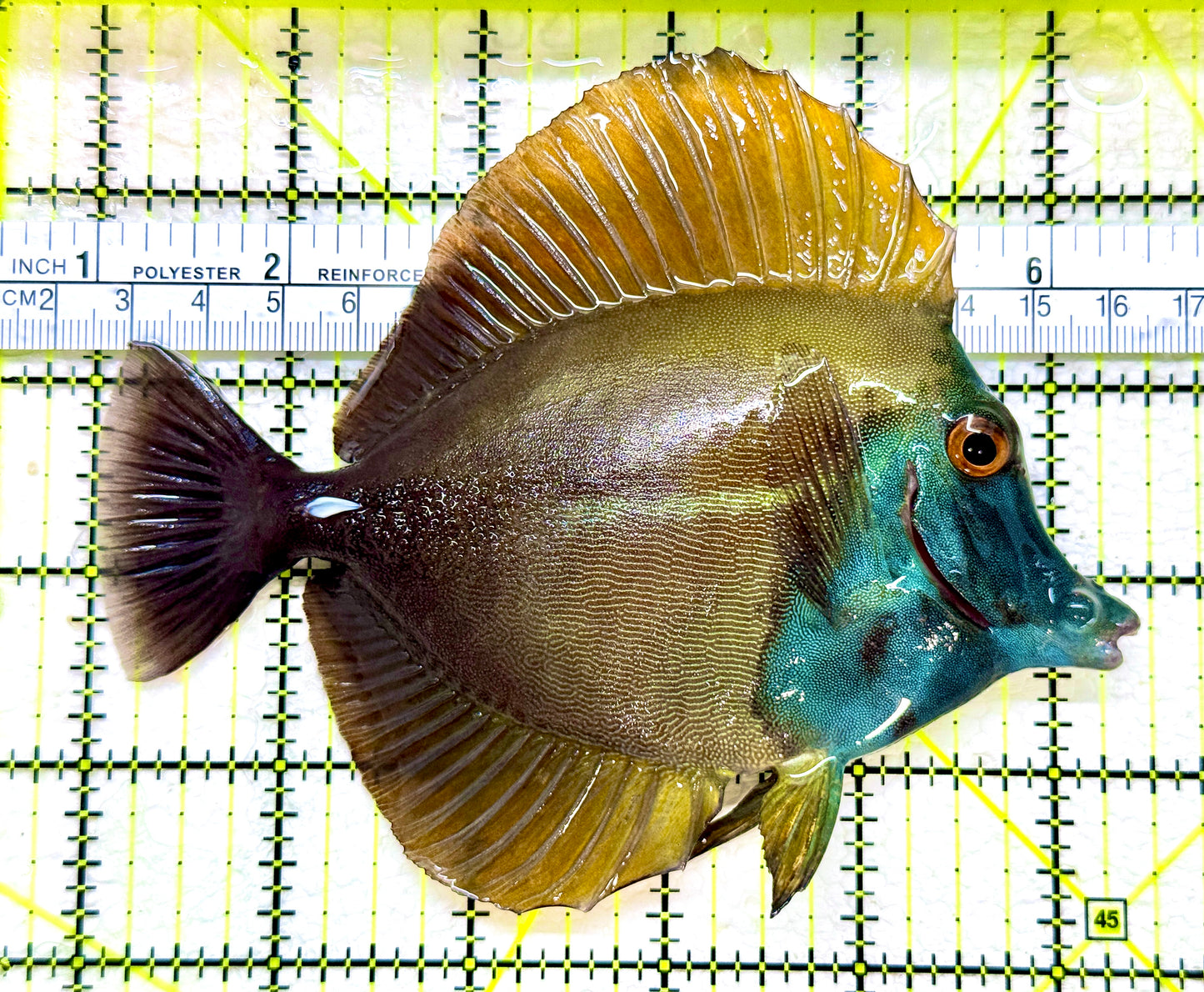 Rare Koi Scopas Tang Size: XL 5" to 6" - Violet Aquarium 