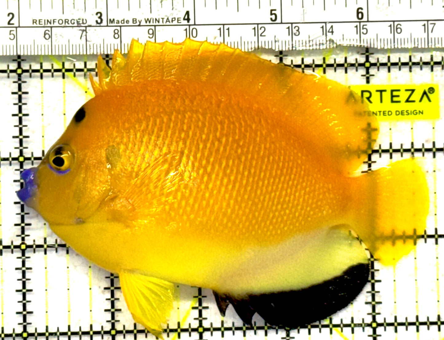 Flagfin Angelfish FA092101 WYSIWYG Size: L 4.75" approx