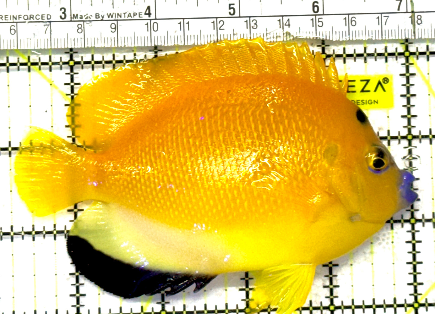 Flagfin Angelfish FA092101 WYSIWYG Size: L 4.75" approx
