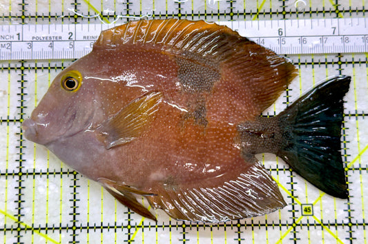 Yellow Eye Kole Tang (Spotted) YEKT110101 WYSIWYG Size: L 6"