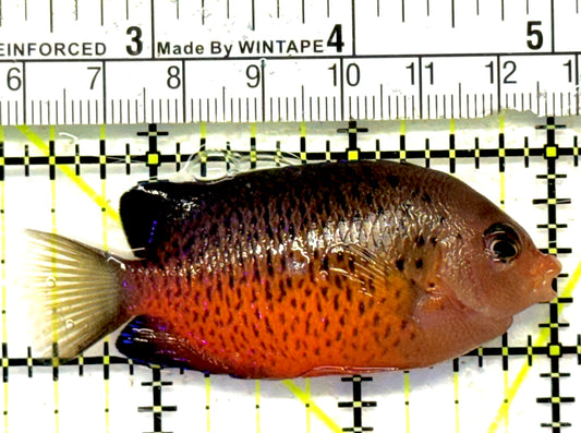Rusty Angelfish RA092102 WYSIWYG Size: ML 2.75" approx