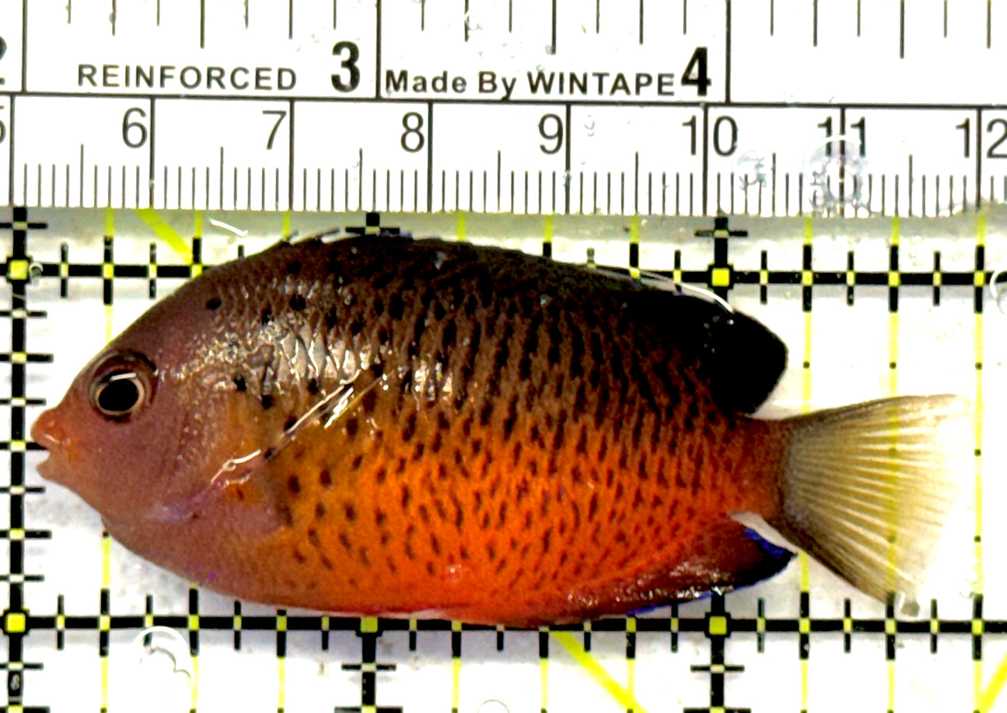 Rusty Angelfish RA092102 WYSIWYG Size: ML 2.75" approx