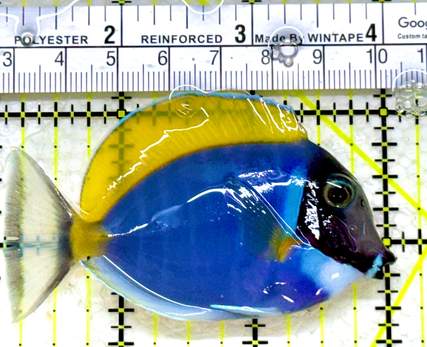 Powder Blue Tang (Maldives) PBT110101 WYSIWYG Size: S 3"
