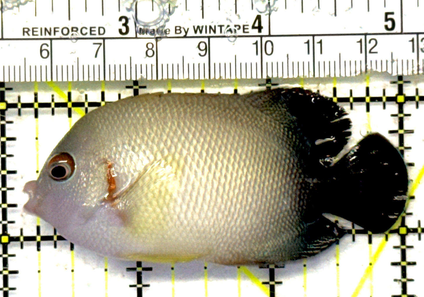 Half Black Vroliki Angelfish HBVA092101 WYSIWYG Size: ML 3" approx