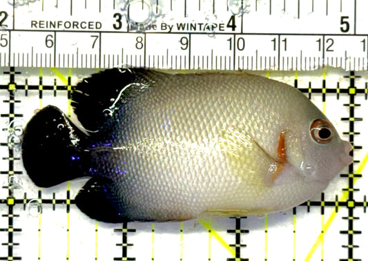 Half Black Vroliki Angelfish HBVA092101 WYSIWYG Size: ML 3" approx