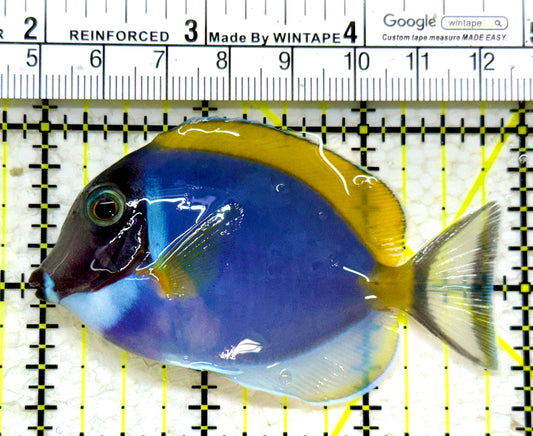 Powder Blue Tang (Maldives) PBT110102 WYSIWYG Size: S 3"