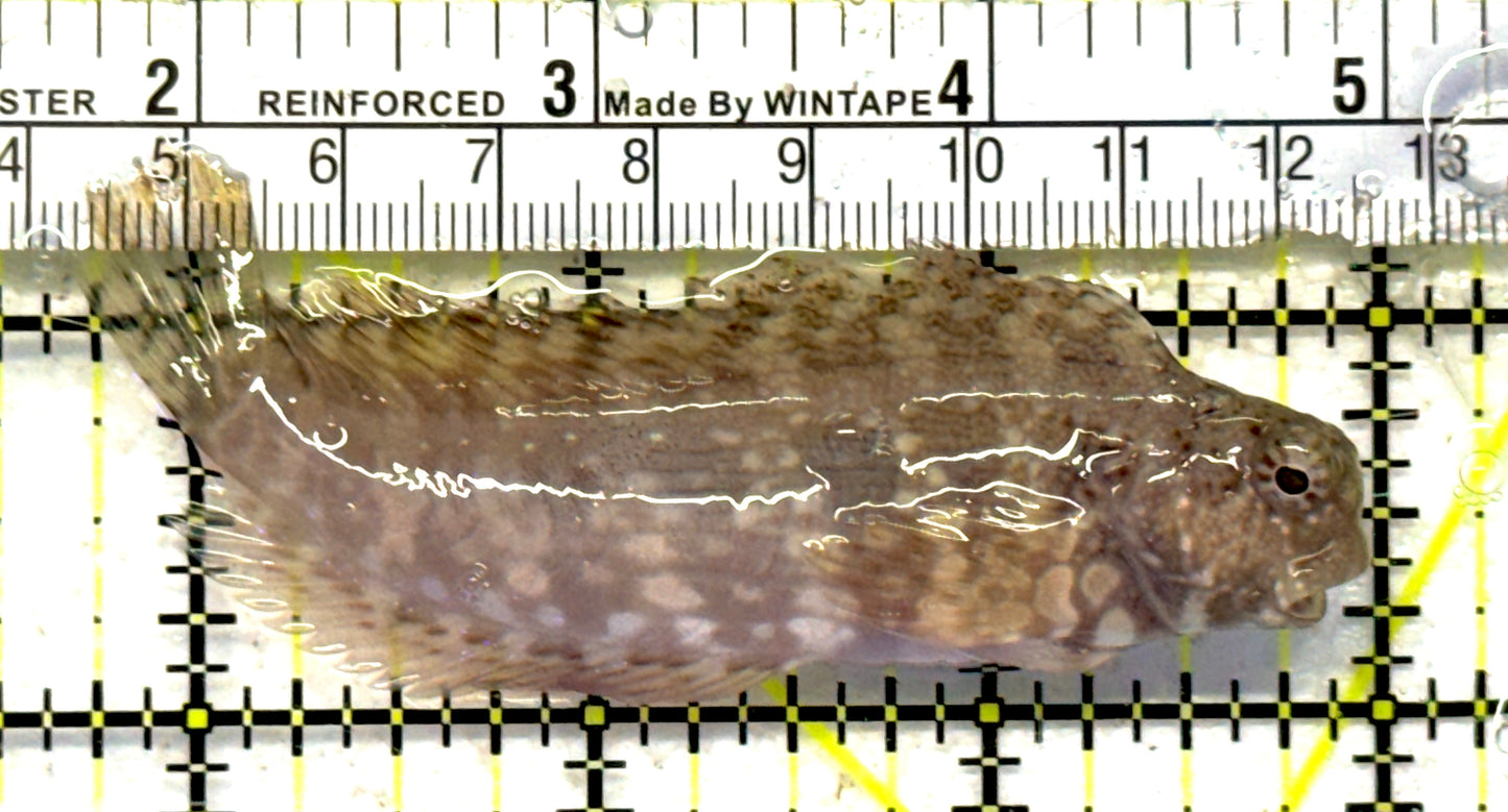 Lawnmower Blenny LB092101 WYSIWYG Size: L 3.5" approx
