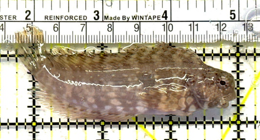 Lawnmower Blenny LB092101 WYSIWYG Size: L 3.5" approx
