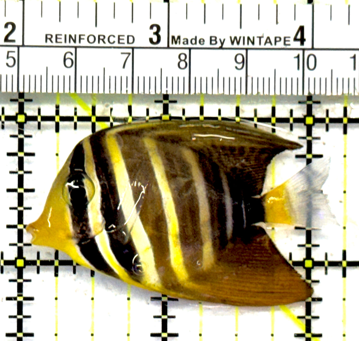 Sailfin Tang ST092101 WYSIWYG Size: SM 2.25" approx