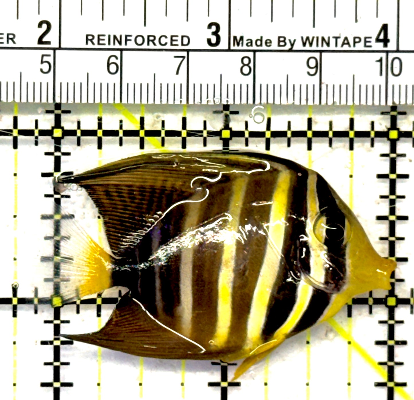 Sailfin Tang ST092101 WYSIWYG Size: SM 2.25" approx