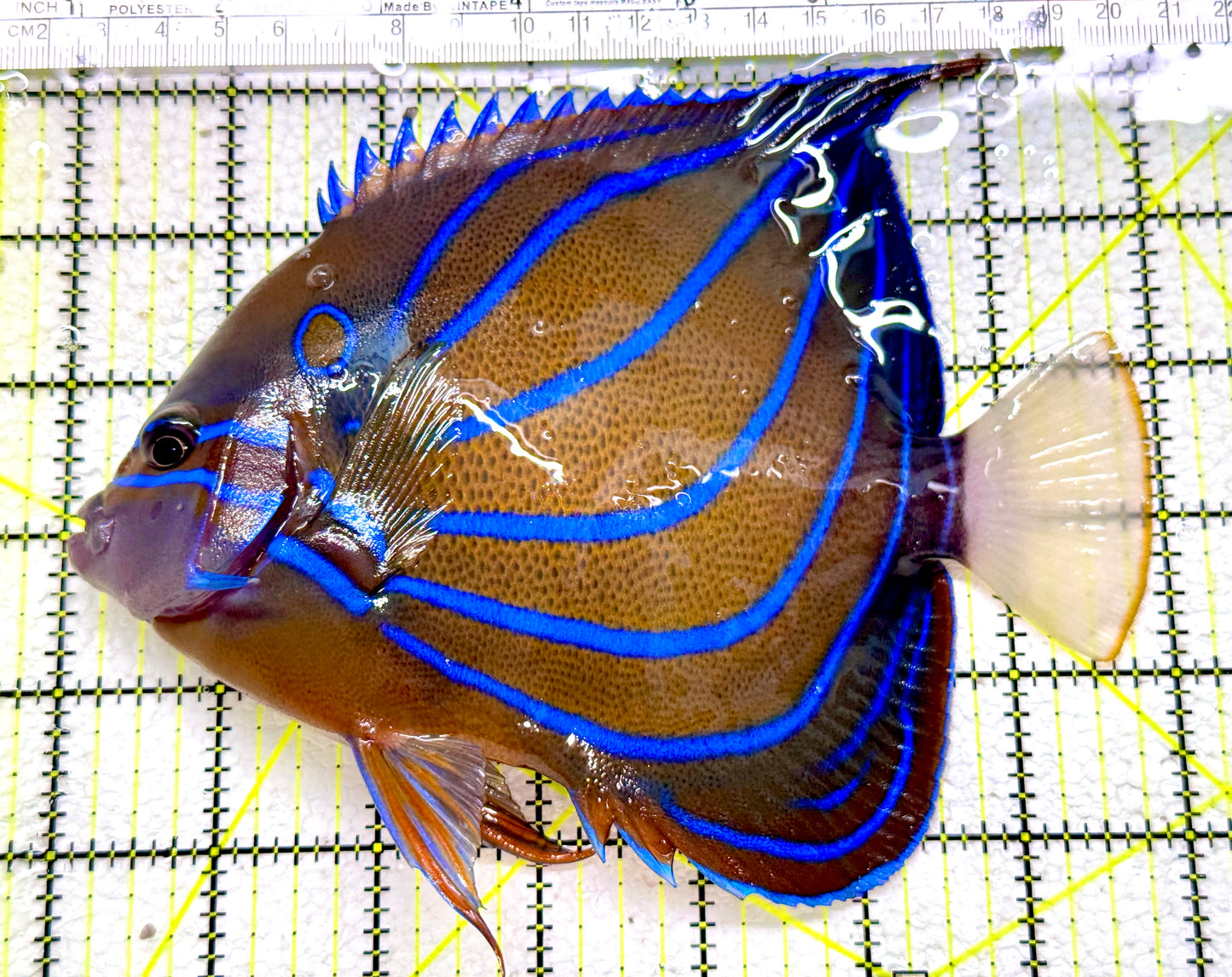 Blue Ring Angelfish Adult BRA110101 WYSIWYG Size: L 7"