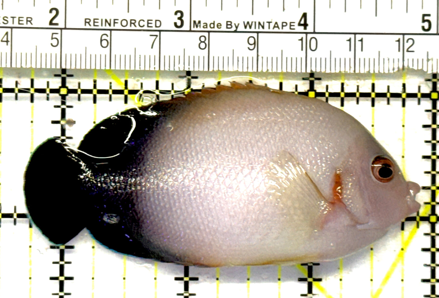 Half Black Vroliki Angelfish HBVA092102 WYSIWYG Size: L 3.25" approx