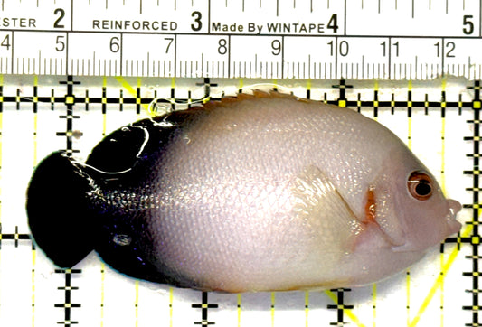 Half Black Vroliki Angelfish HBVA092102 WYSIWYG Size: L 3.25" approx