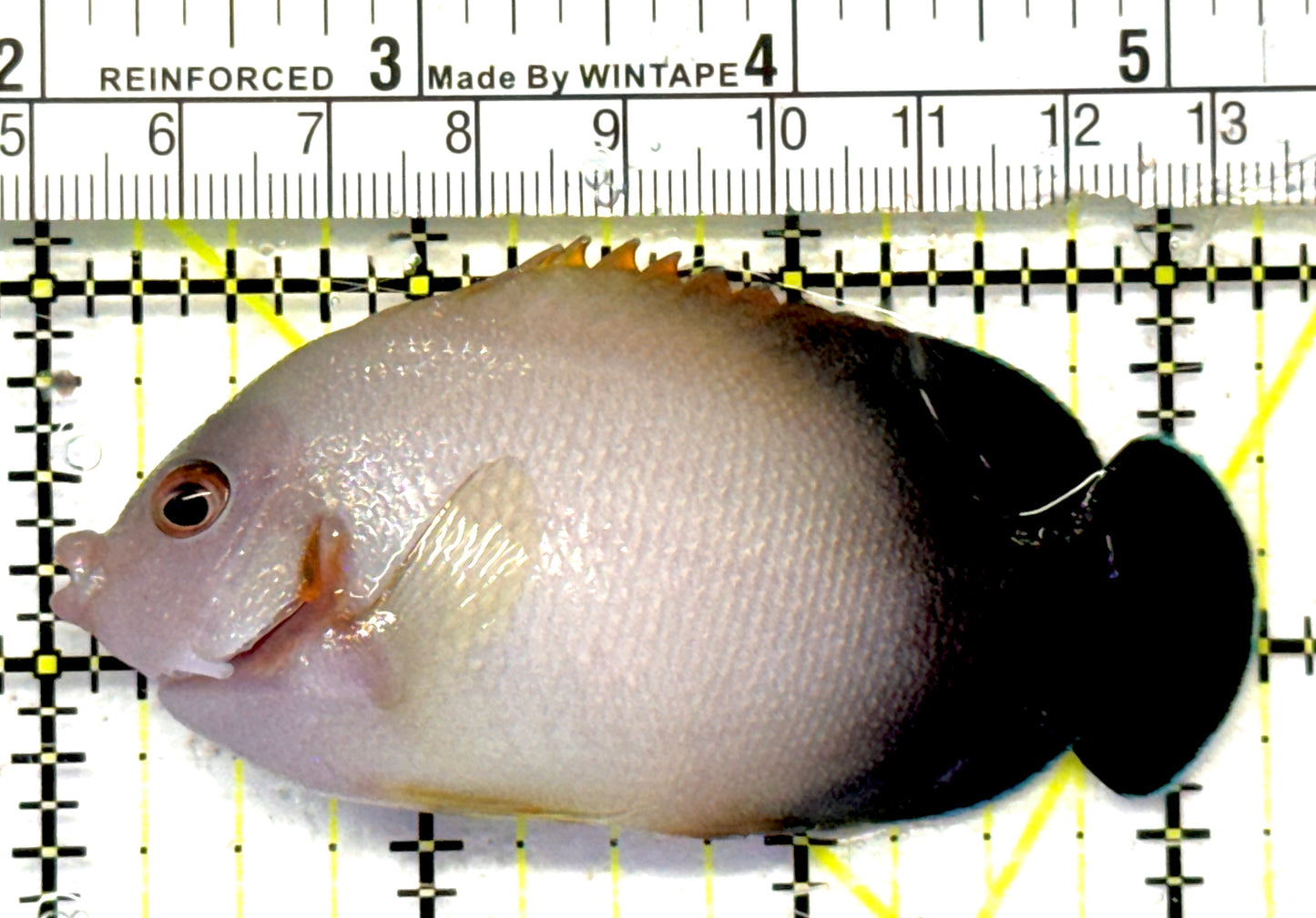 Half Black Vroliki Angelfish HBVA092102 WYSIWYG Size: L 3.25" approx
