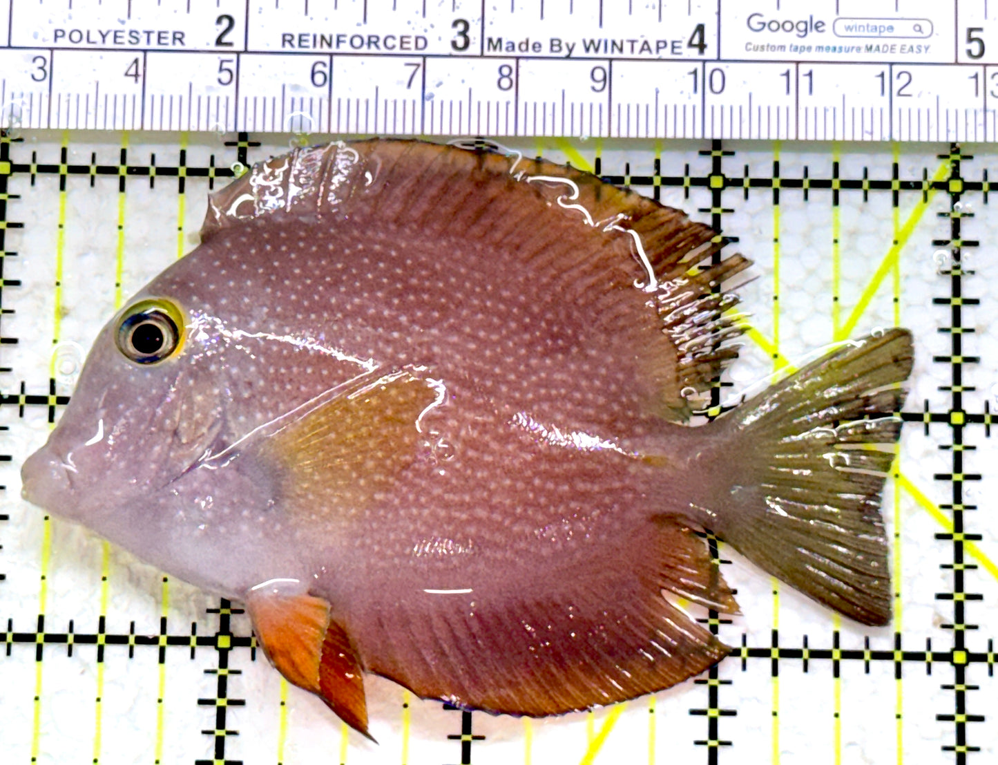 Yellow Eye Kole Tang (Spotted) YEKT110103 WYSIWYG Size: M 3.75"