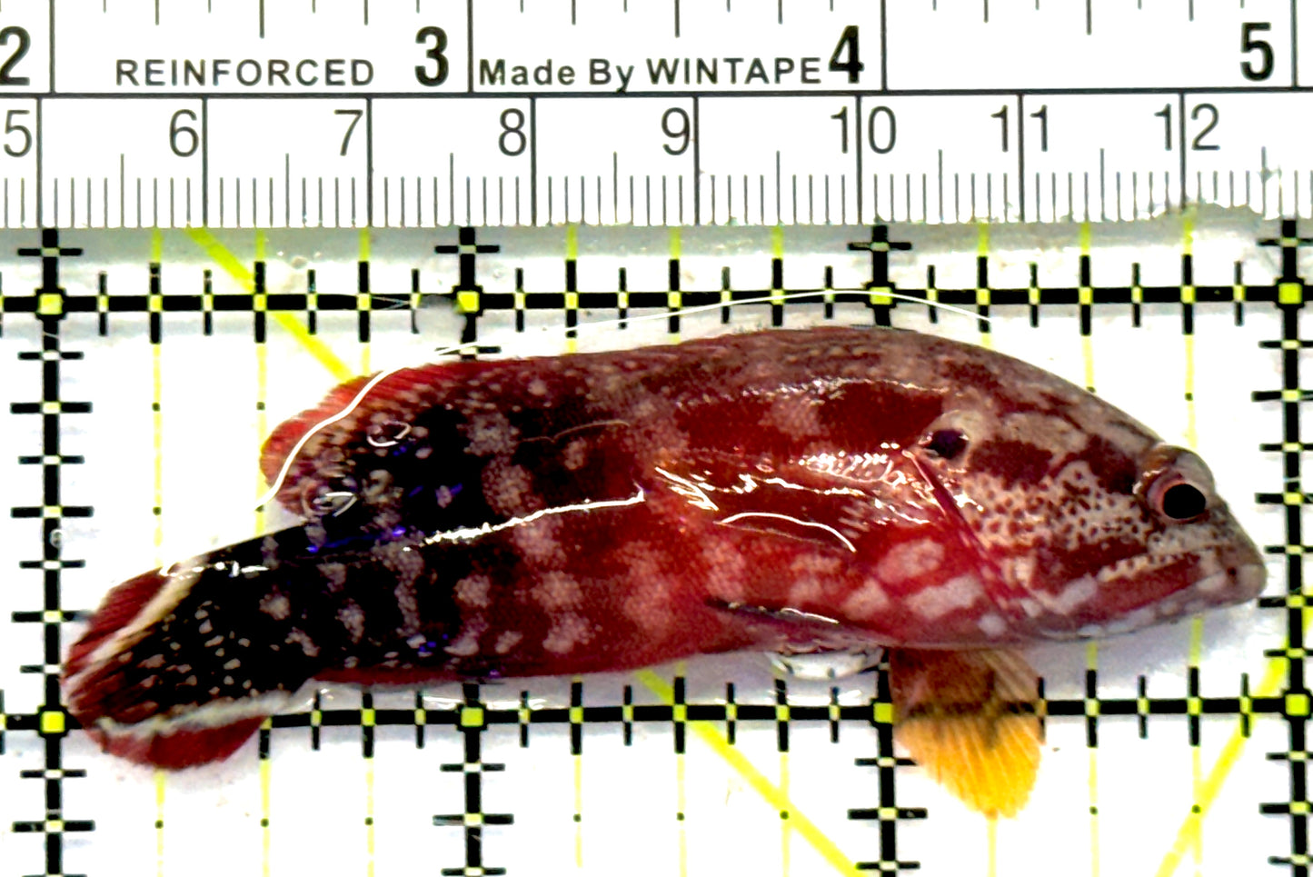 Red V-Tail Grouper RVTG092101 WYSIWYG Size: M 3" approx