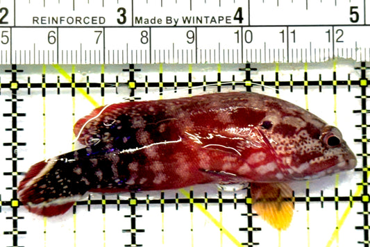 Red V-Tail Grouper RVTG092101 WYSIWYG Size: M 3" approx
