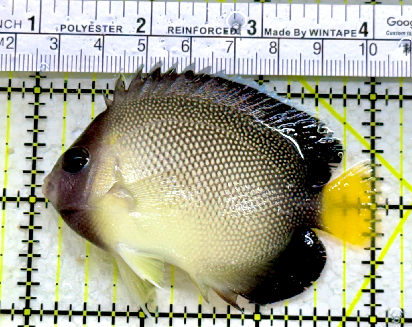 Cream Angelfish CA110101 WYSIWYG Size: M 3"