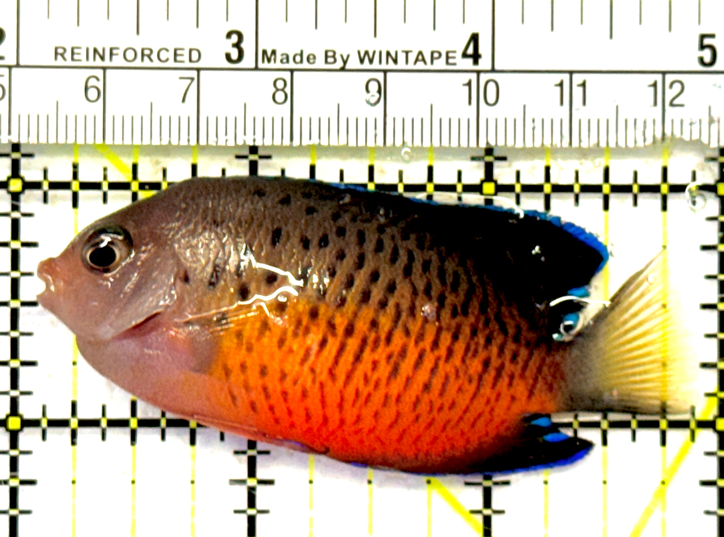Rusty Angelfish RA092103 WYSIWYG Size: ML 2.75" approx