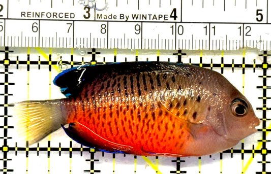 Rusty Angelfish RA092103 WYSIWYG Size: ML 2.75" approx
