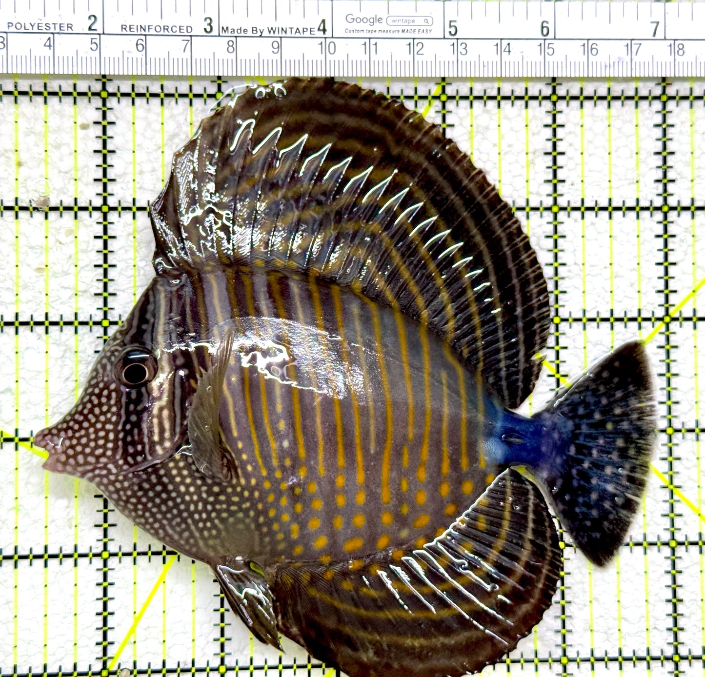 Desjardini Tang (Red Sea Sailfin Tang) DT110101 WYSIWYG Size: XL 5.5"