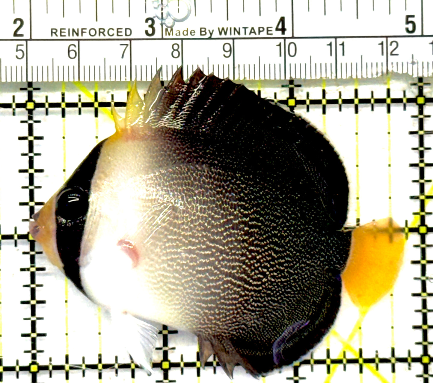 Singapore Angelfish SA092101 WYSIWYG Size: S 3" approx