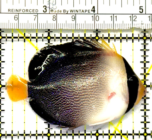 Singapore Angelfish SA092101 WYSIWYG Size: S 3" approx