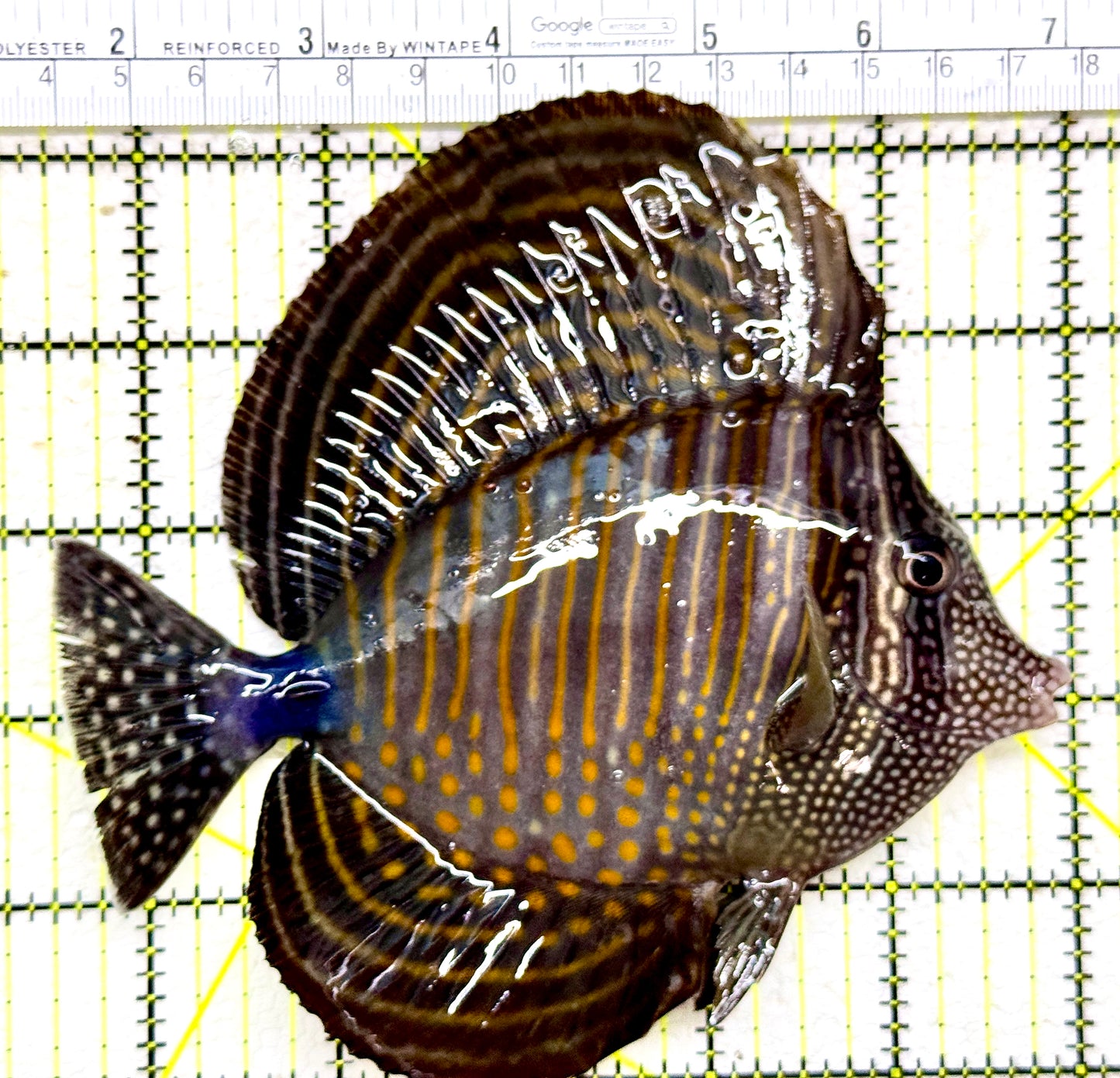 Desjardini Tang (Red Sea Sailfin Tang) DT110101 WYSIWYG Size: XL 5.5"