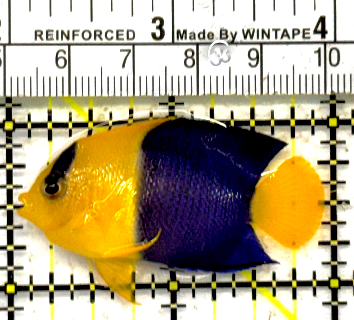 Bicolor Angelfish BA092101 WYSIWYG Size: S 2" approx