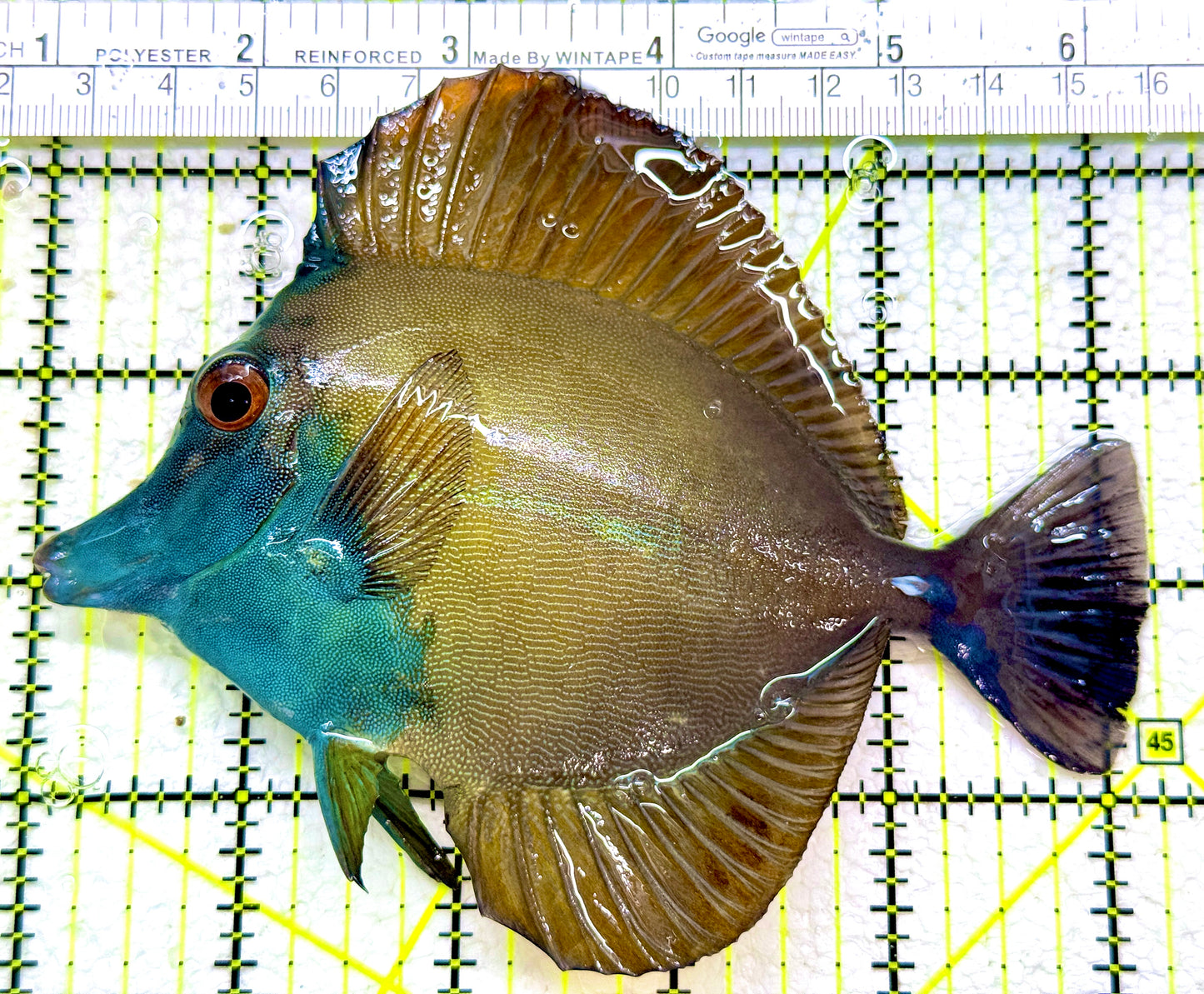 Rare Koi Scopas Tang RKST110102 WYSIWYG Size: 5"