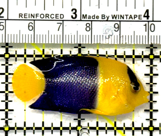 Bicolor Angelfish BA092101 WYSIWYG Size: S 2" approx