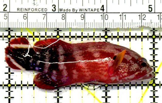 Red V-Tail Grouper RVTG092102 WYSIWYG Size: M 3" approx