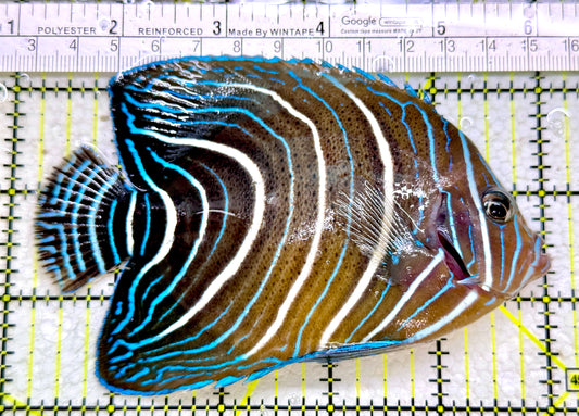 Koran Angelfish Juvenile KAJ110102 WYSIWYG Size: L 5"