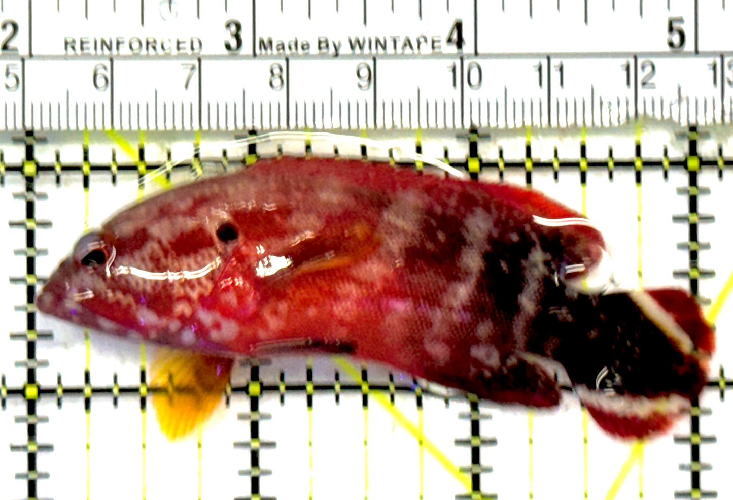 Red V-Tail Grouper RVTG092102 WYSIWYG Size: M 3" approx